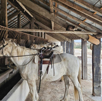 Yoga & Détox en Camargue - Séjour Camargue
