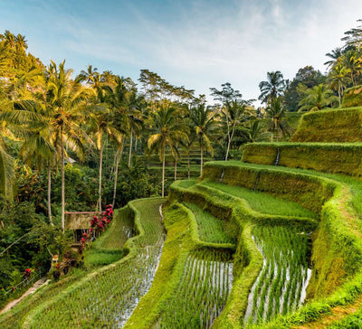 Bali Sacré : Traverser l’Île entre Rizières, Rituels & Océan