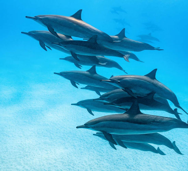 Égypte • Croisière bien-être & nage avec les dauphins