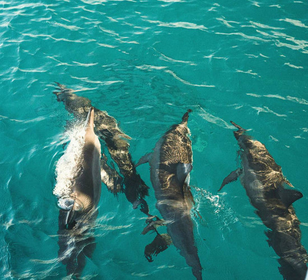 Égypte • Croisière bien-être & nage avec les dauphins