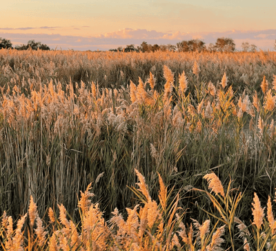 Yoga & Créativité en Camargue - Séjour Camargue