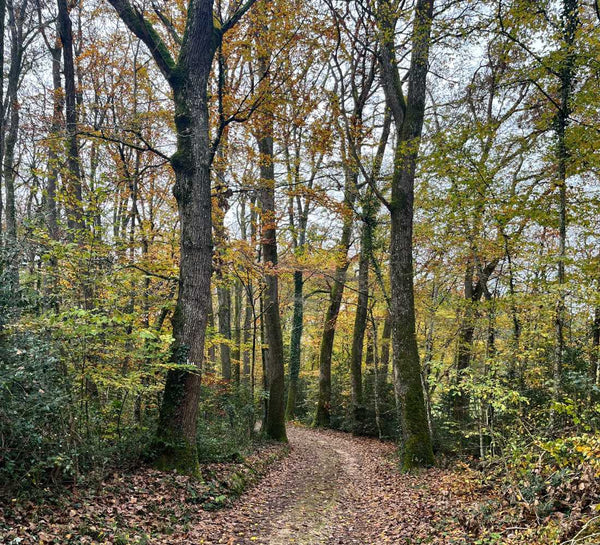 Retraite Yoga et Créativité dans la Vallée de la Loire
