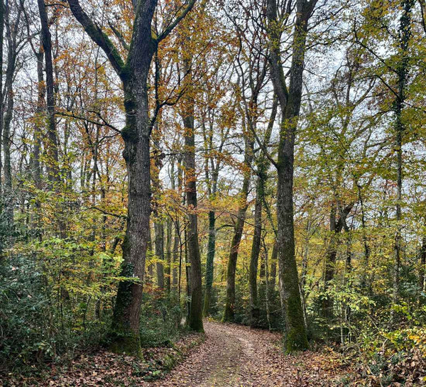 Retraite Yoga et Créativité dans la Vallée de la Loire