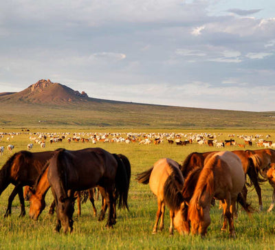 Mongolie • Aventure nomade & grands espaces - Séjour Mongolie