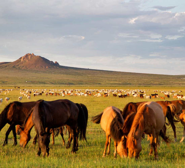 Mongolie • Aventure nomade & grands espaces - Séjour Mongolie