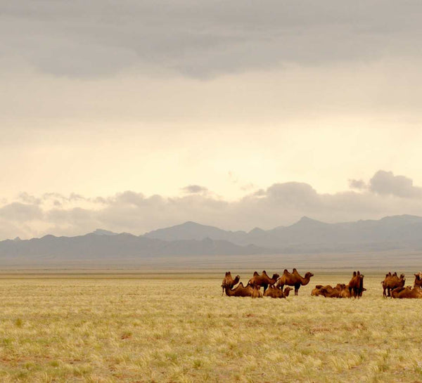 Mongolie • Aventure nomade & grands espaces - Séjour Mongolie