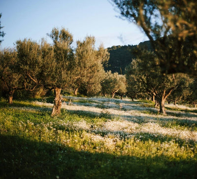 Yoga, Équilibre & Énergie à Minorque