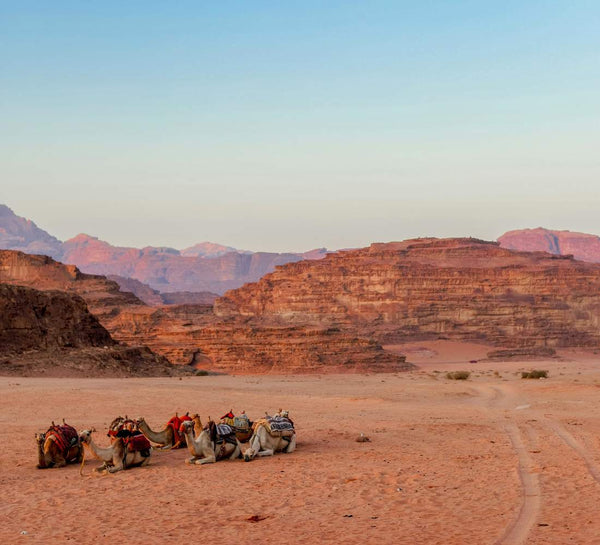 Jordanie • Petra, splendeurs du désert & mer Rouge