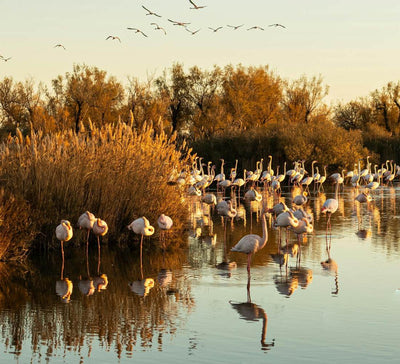 L’immersion inspirante : Yoga & Atelier Créatif en Camargue