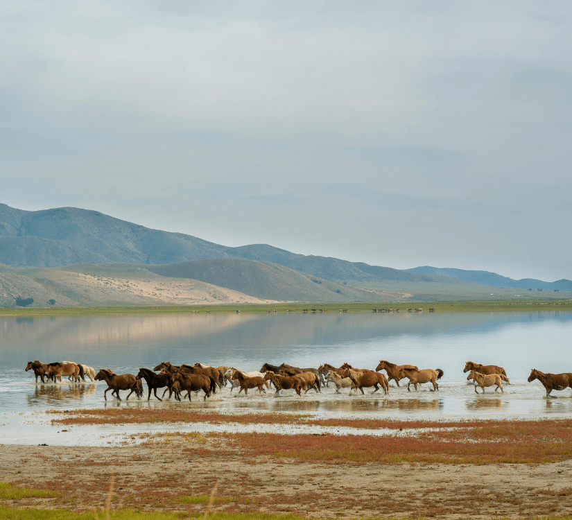 Mongolie • Aventure nomade & grands espaces