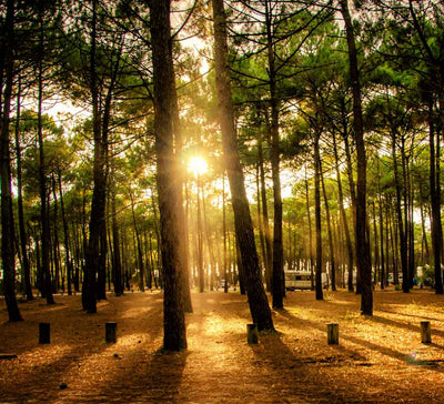 Pilates, Yoga & Forêt de pins dans les Landes
