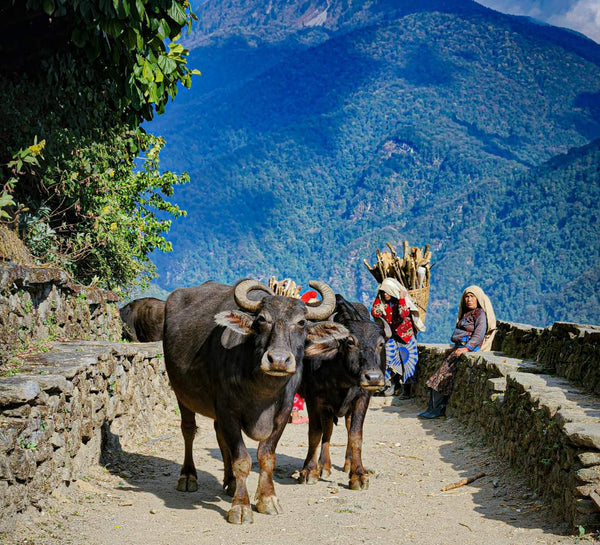 Népal • Entre Himalaya, temples sacrés et pleine présence