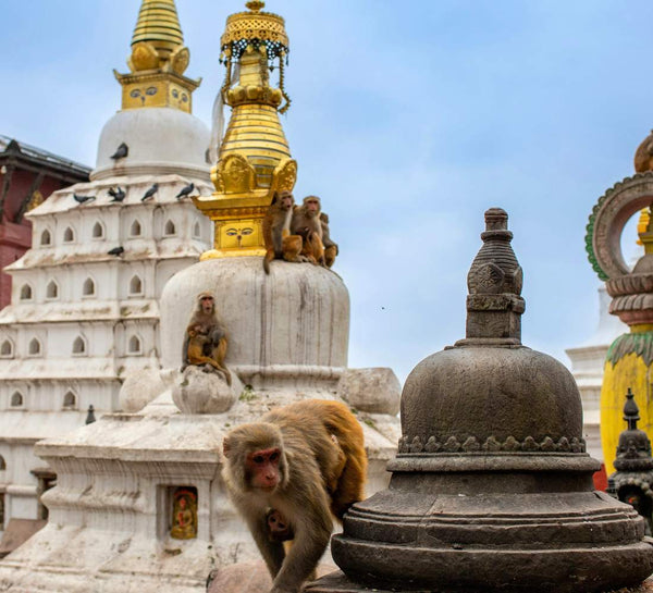 Népal • Entre Himalaya, temples sacrés et pleine présence