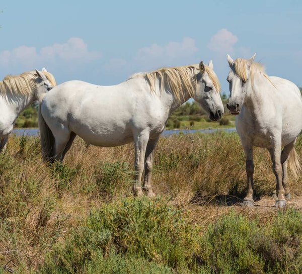 Retraite yoga nouvel an 2024 en Camargue