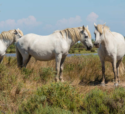 Prolongez l’expérience : balade à cheval en Camargue