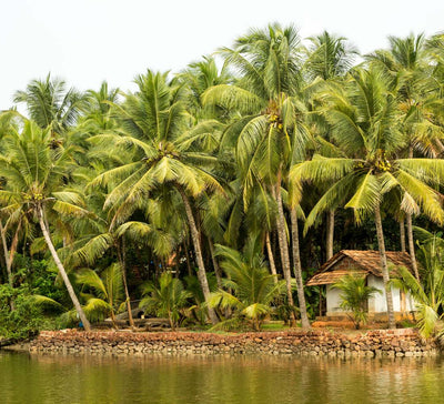 Voyage bien-être et yoga au Kerala en Inde du Sud