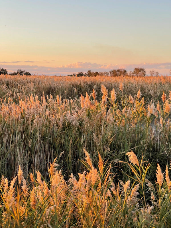 Retraite yoga nouvel an 2024 en Camargue