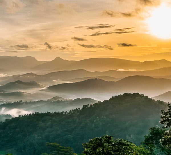 Voyage bien-être au Sri Lanka : entre jungle et océan