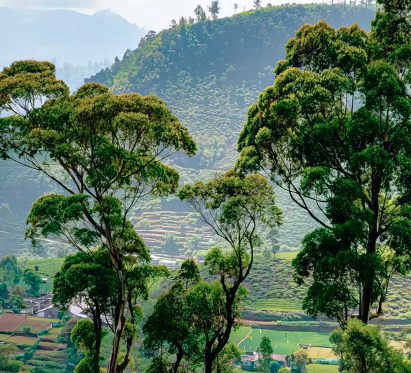 Voyage bien-être au Sri Lanka : entre jungle et océan