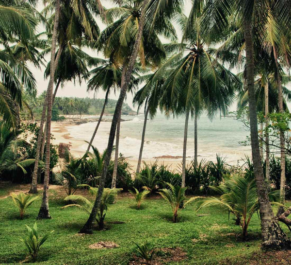 Voyage bien-être au Sri Lanka : entre jungle et océan