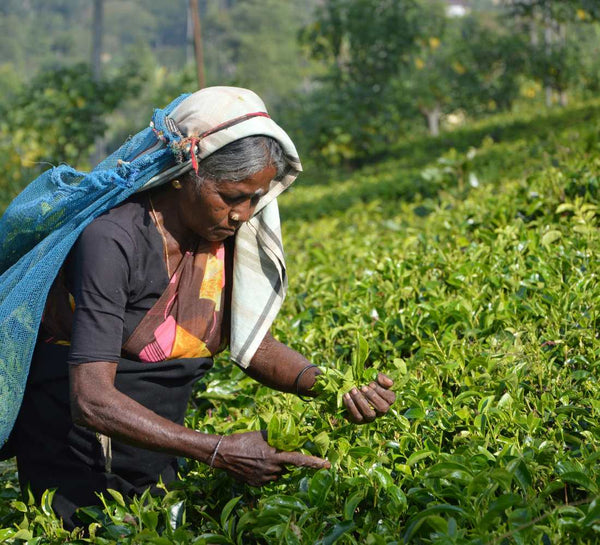 Voyage bien-être au Sri Lanka : entre jungle et océan