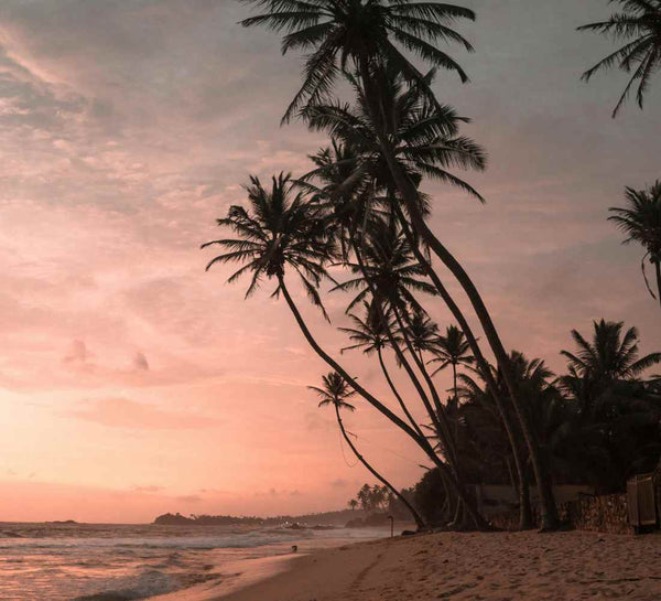Voyage bien-être au Sri Lanka : entre jungle et océan