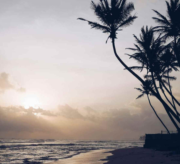 Voyage bien-être au Sri Lanka : entre jungle et océan