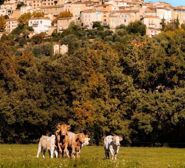 Retraite Équilibre et Énergie en Provence (2024)