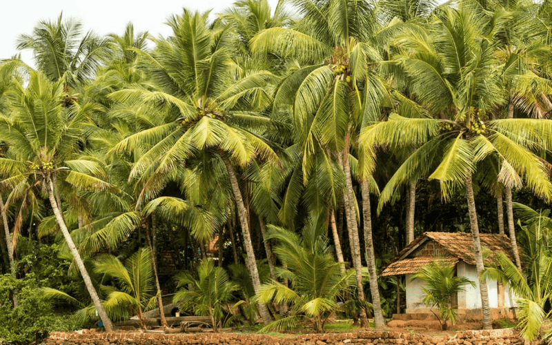 circuits-et-conseils-pour-voyager-en-inde-du-sud