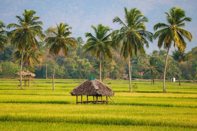 sejours-incontournables-en-inde-du-sud