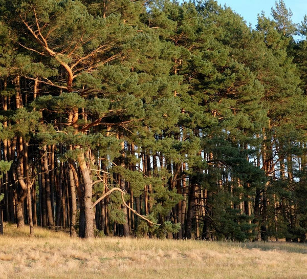 Surf & Yoga dans les Landes - été