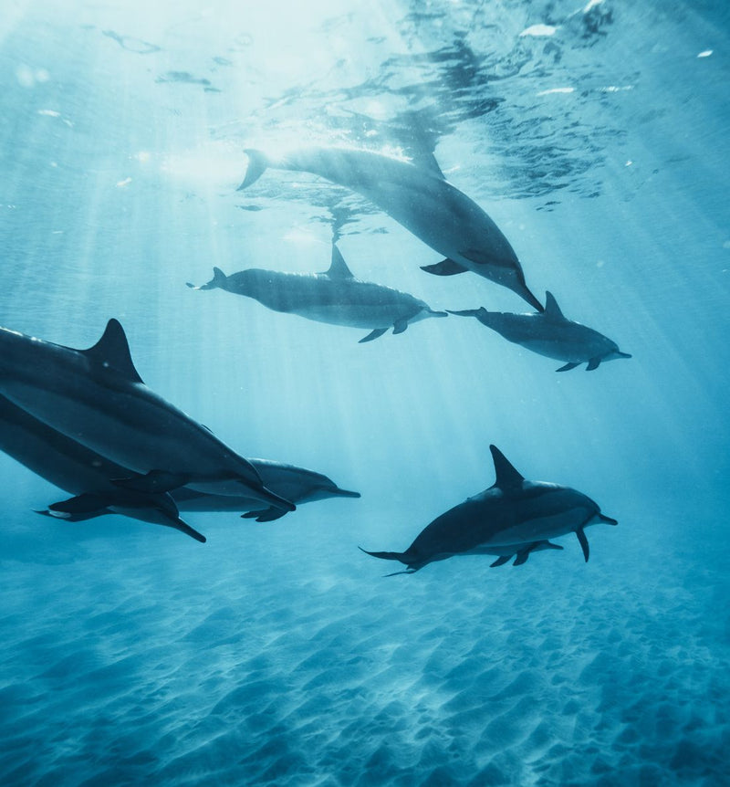 dauphins-apercu-a-l-39-ile-de-madere-pendant-une-sortie-snorkeling-lors-d-39-un-sejour-yoga
