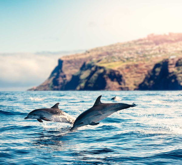 Dauphins à l'île de Madère lors d'une excursion bateau pendant un séjour yoga avec Namastrip