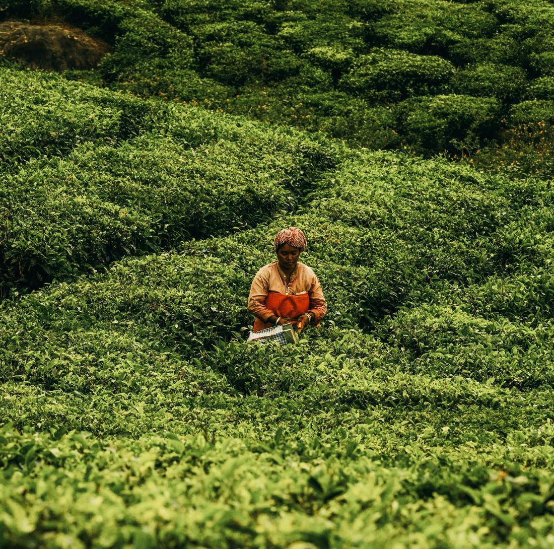 Inde du Sud • Ayurveda & exploration au cœur du Kerala - Séjour Inde