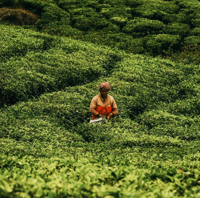 Inde du Sud • Ayurveda & exploration au cœur du Kerala - Séjour Inde