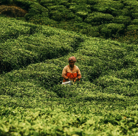 Inde du Sud • Ayurveda & exploration au cœur du Kerala - Séjour Inde