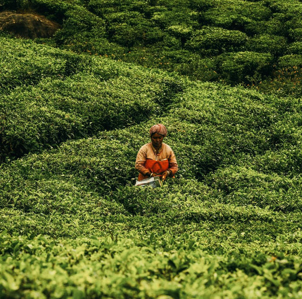 Inde du Sud • Ayurveda & exploration au cœur du Kerala - Séjour Inde