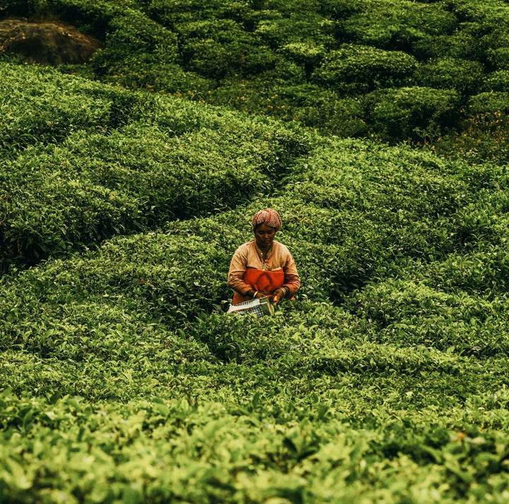 Backwaters du Kerala en Inde du Sud