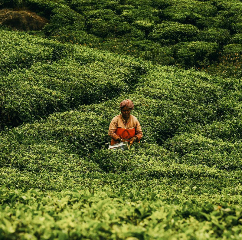 Inde du Sud • Ayurveda & exploration au cœur du Kerala - Séjour Inde