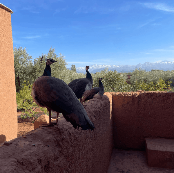 Yoga, Équilibre & Énergie à Marrakech - Séjour Maroc