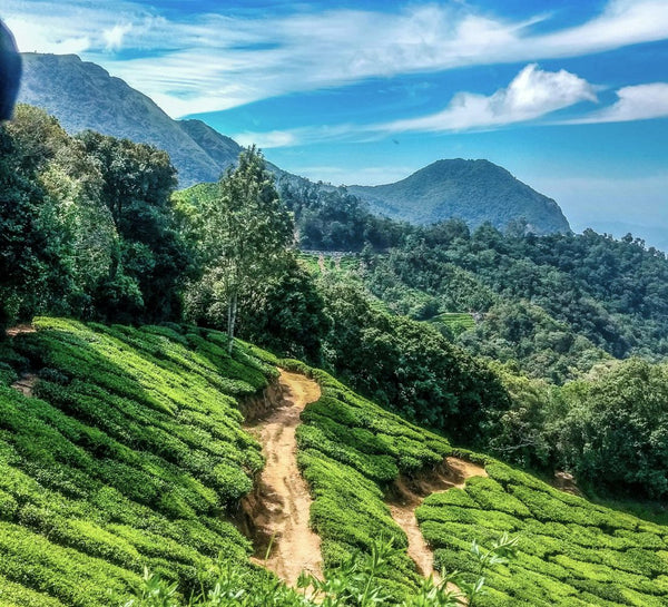 Voyage bien-être & découverte du Kerala, Inde du Sud