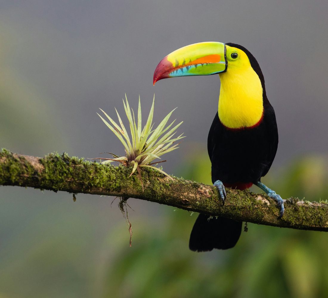 Costa Rica • Volcan, jungle & Pacifique sauvage
