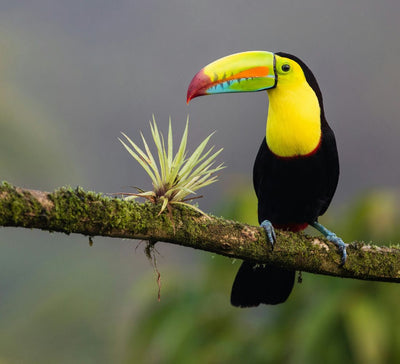 Costa Rica • Volcan, jungle & Pacifique sauvage