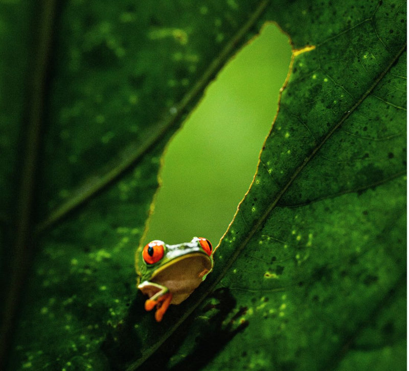 Costa Rica • Volcan, jungle & Pacifique sauvage