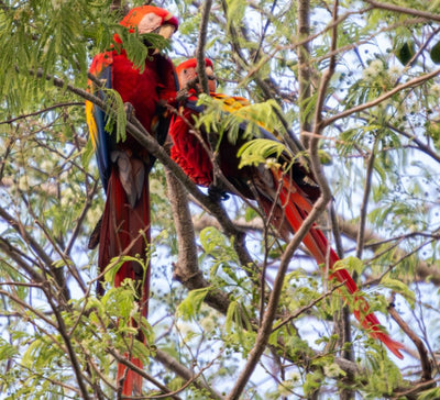 Costa Rica • Volcan, jungle & Pacifique sauvage