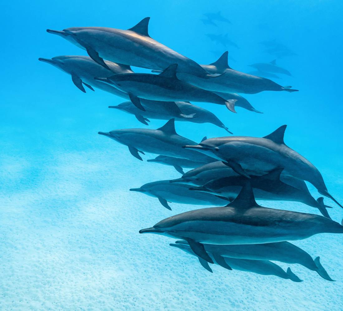 Égypte • Croisière bien-être & nage avec les dauphins