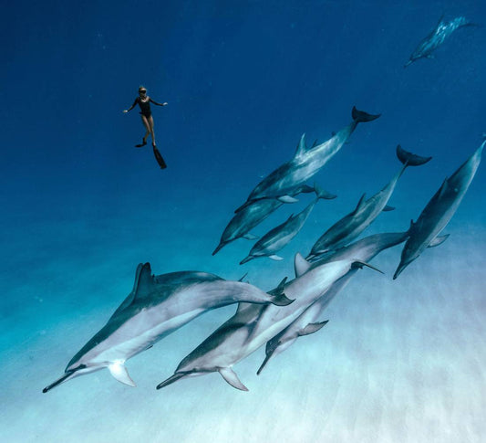 Égypte • Croisière bien-être & nage avec les dauphins