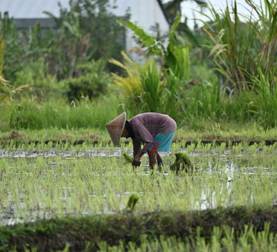 Bali Sacré : Traverser l’Île entre Rizières, Rituels & Océan