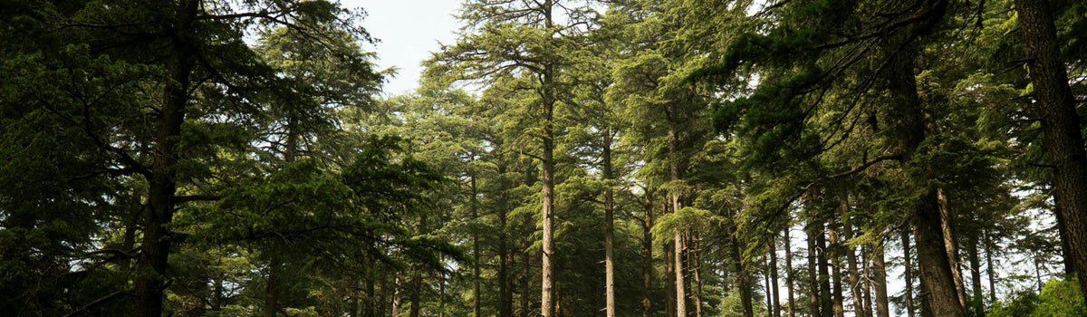 Domaine en pleine nature près de la forêt de Brocéliande en Bretagne