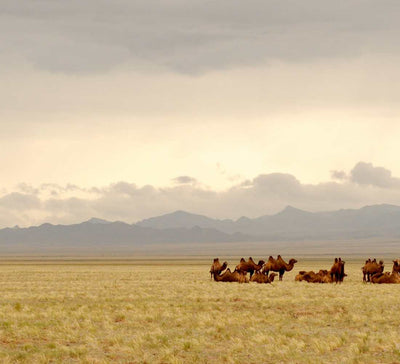 Mongolie • Aventure nomade & grands espaces - Séjour Mongolie